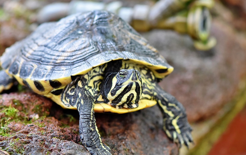 Jak kupić dobre terrarium dla żółwia